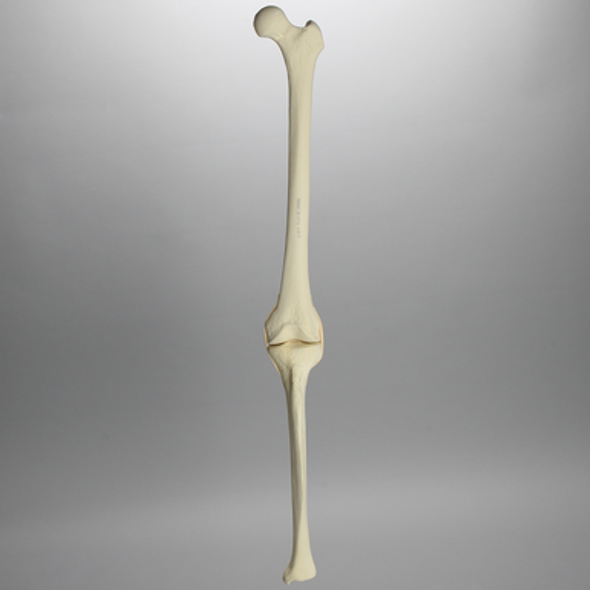 Knee with Three Stretch Cord Ligaments and Light Density Cancellous, Full Length
