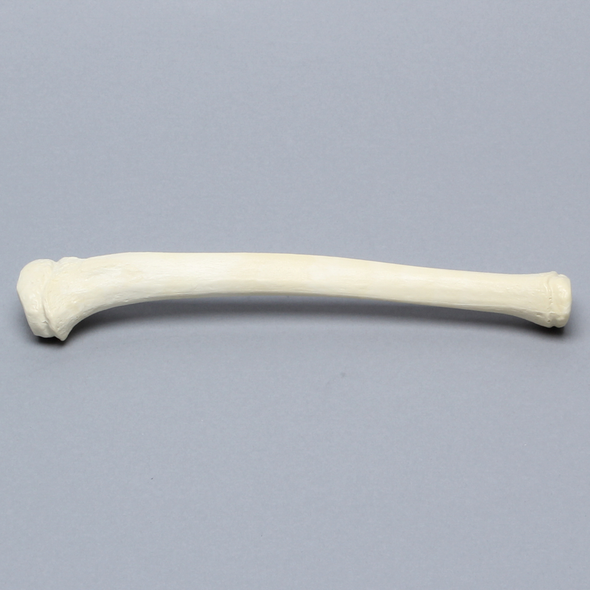 Tibia with Epiphyseal Line, Pediatric