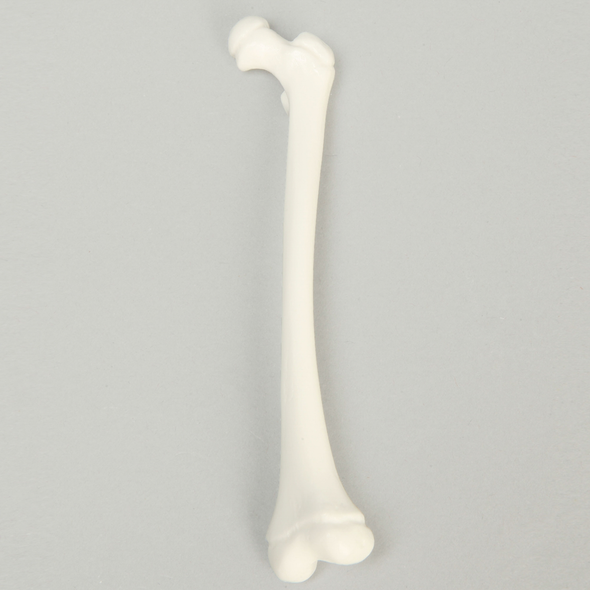 Femur, Pediatric, Solid White Plastic, Left