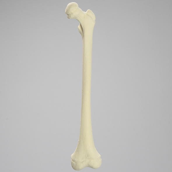 Femur, Pediatric, Solid Foam, Left