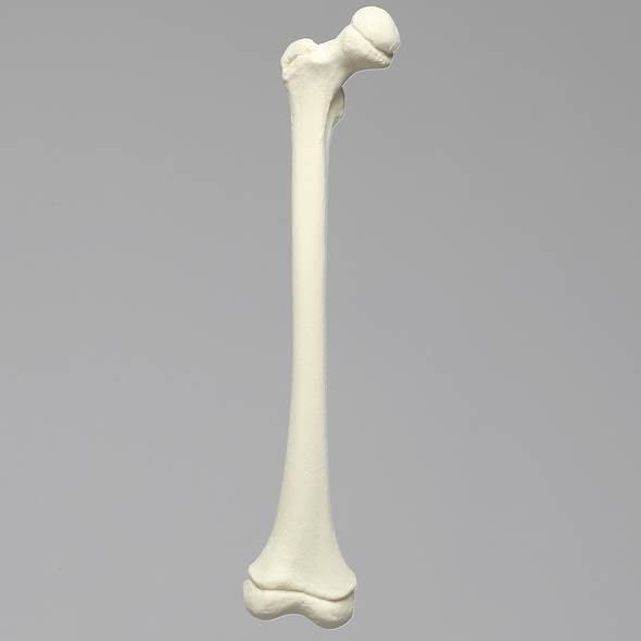 Femur, Pediatric, Solid Foam, Right