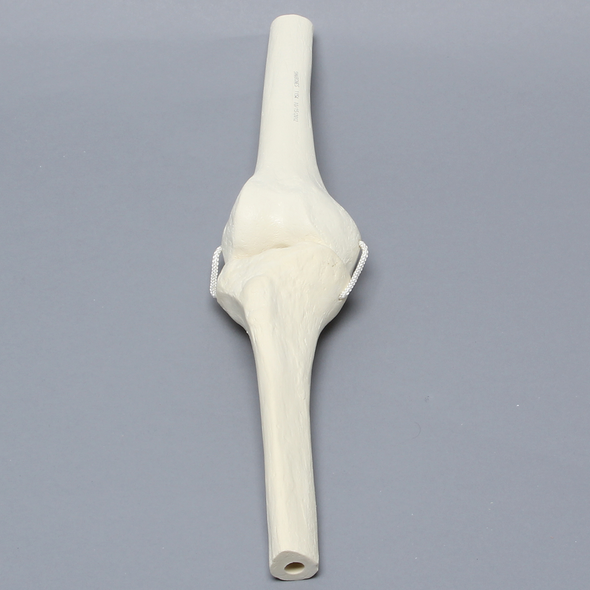 Knee Joint with Four Non-Stretch Ligaments, Solid Foam, Right, Medium