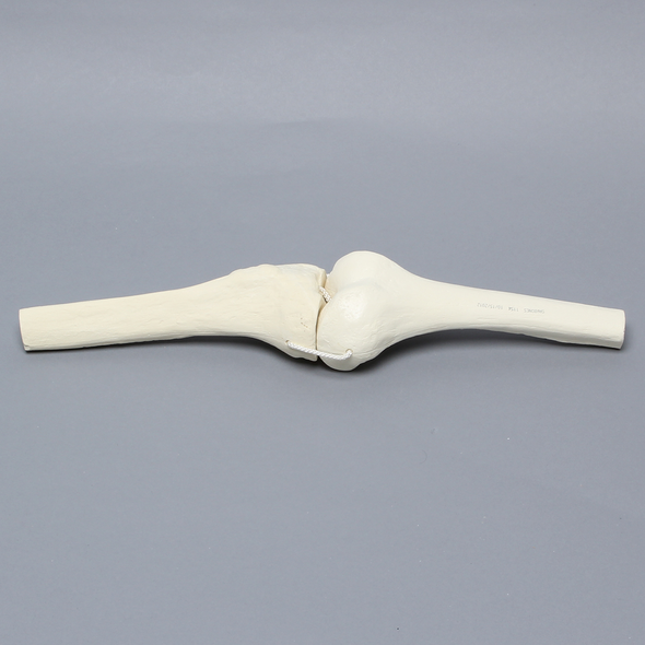 Knee Joint with Four Non-Stretch Ligaments, Solid Foam, Right, Medium