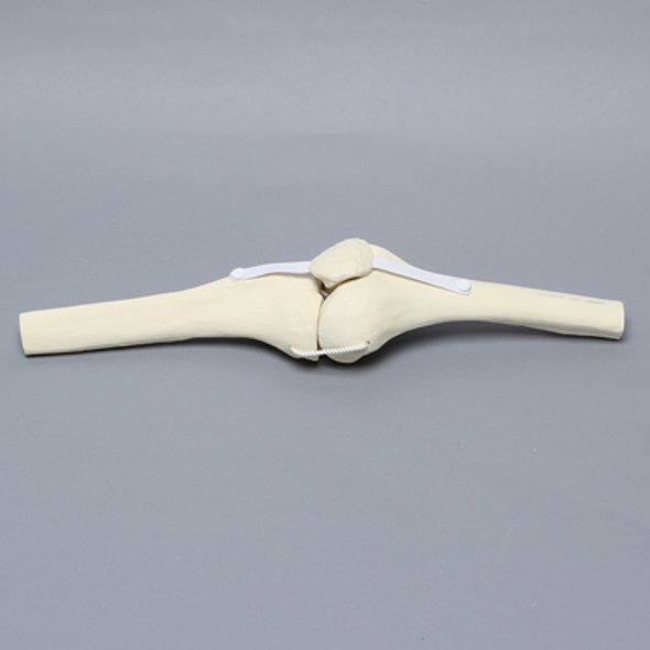 Knee Joint with Patella and Four Non-Stretch Ligaments, Solid Foam, Large