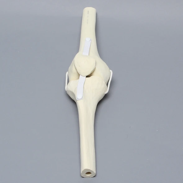 Knee Joint with Patella and Four Non-Stretch Ligaments, Solid Foam, Right, Medium