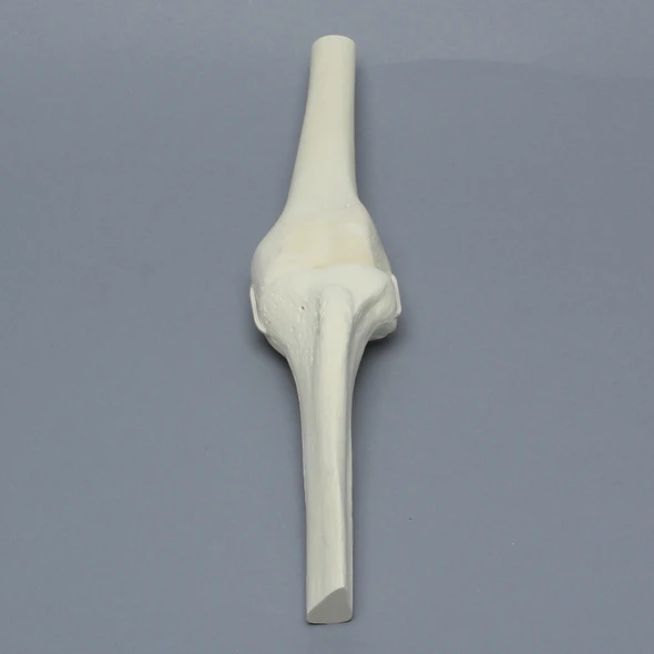 Knee Joint with Stretch Cord Collateral Ligaments and ACL Guide Holes, Solid Foam