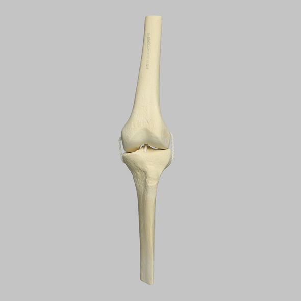 Knee Joint with Four Non-Stretch Ligaments, Solid Foam, Medium