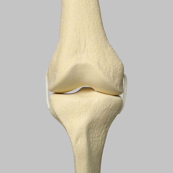 Knee with Three Non-Stretch Ligaments, Full Length, Medium, Right