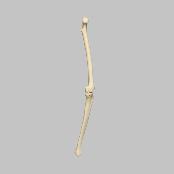 Knee with Four Stretch Tube Ligaments, Full Length