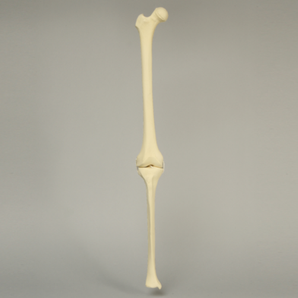 Knee with Four Stretch Cord Ligaments, Solid Foam, Right