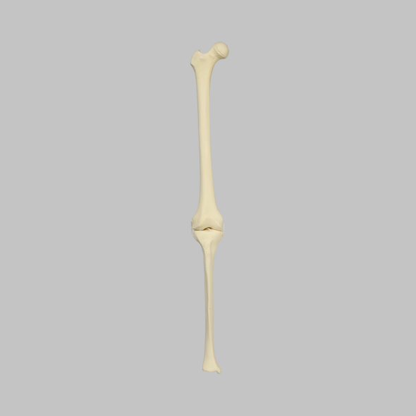 Knee with Four Stretch Cord Ligaments, Solid Foam, Right