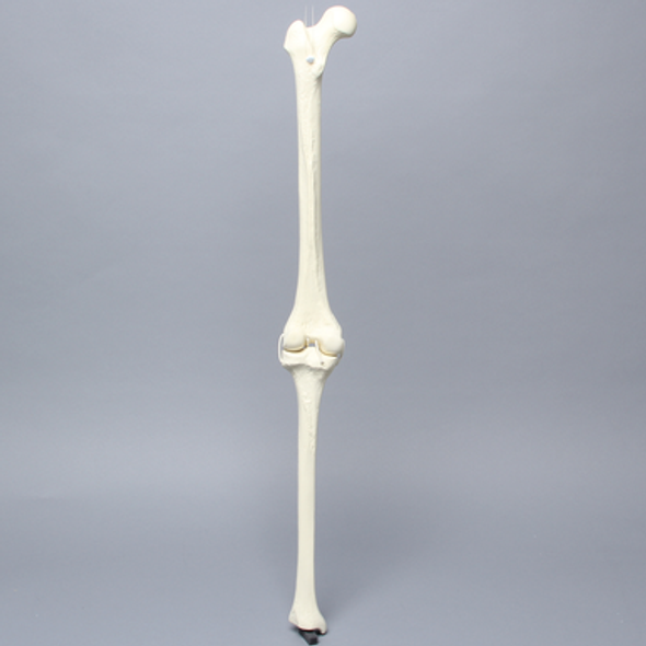 Knee with Four Stretch Cord Ligaments, Solid Foam, Full Length