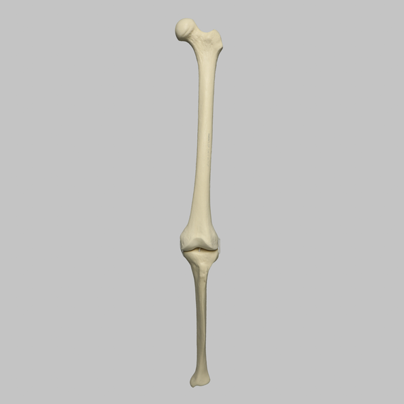 Knee with Four Stretch Cord Ligaments, Solid Foam, Full Length