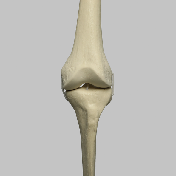 Knee with Four Stretch Cord Ligaments, Solid Foam, Full Length