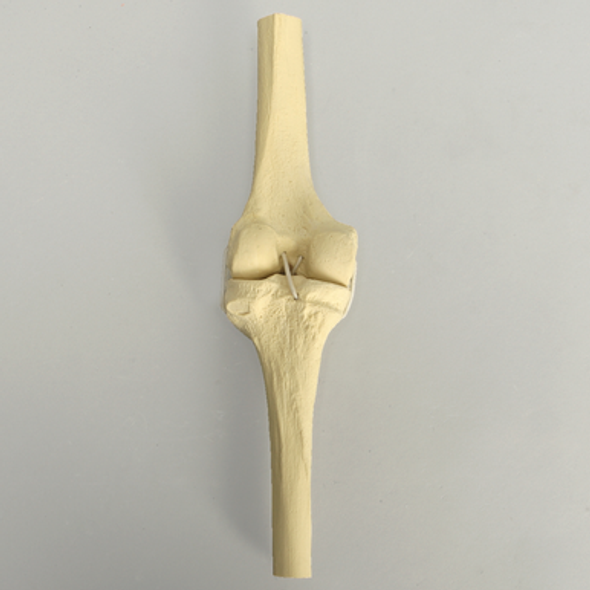 Knee with Four Stretch Cord Ligaments, Half Length