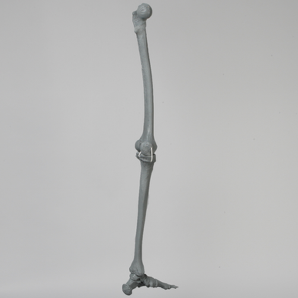 Knee with Foot, Radiopaque, Full Length