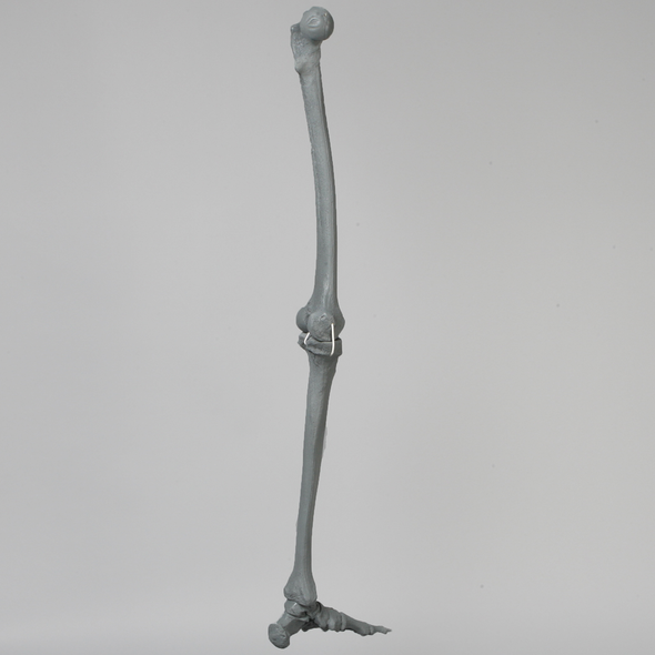 Knee with Foot, Radiopaque, Full Length