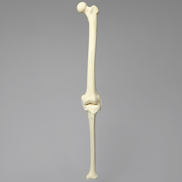 Knee with Three Stretch Cord Ligaments, Solid Foam, Full Length