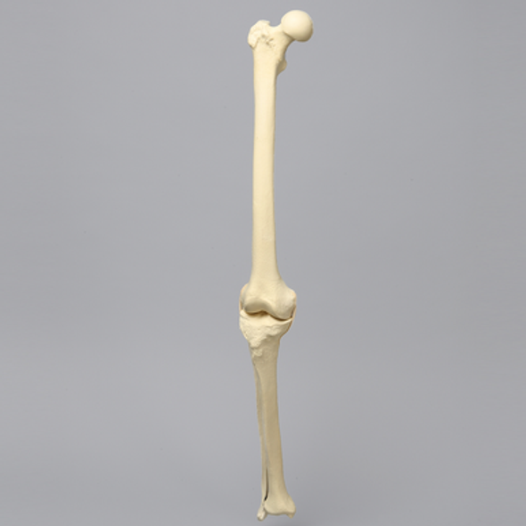 Knee with Fibula and Three Stretch Ligaments, Full Length