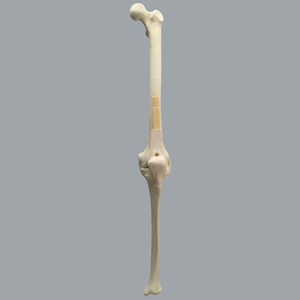 Knee with Stretch Tube Ligaments, Large, Left