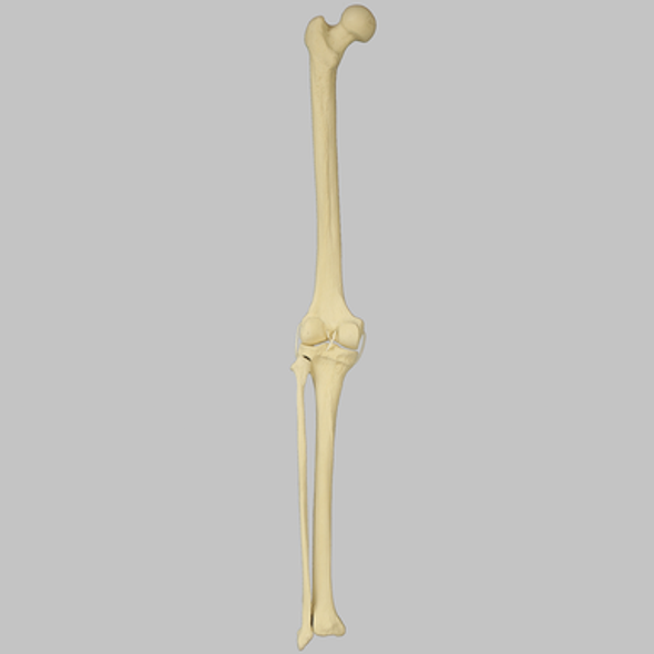 Knee with Fibula and Four Non-Stretch Ligaments, Full Length