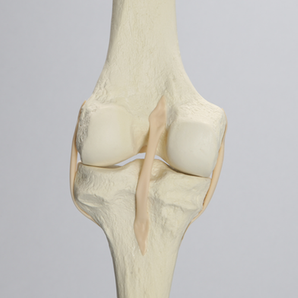 Knee with Stretch Tube Ligaments, Full Length, Left