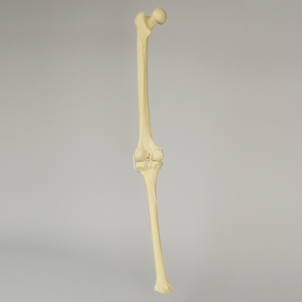 Knee with Three Non-Stretch Ligaments, Full Length, Large