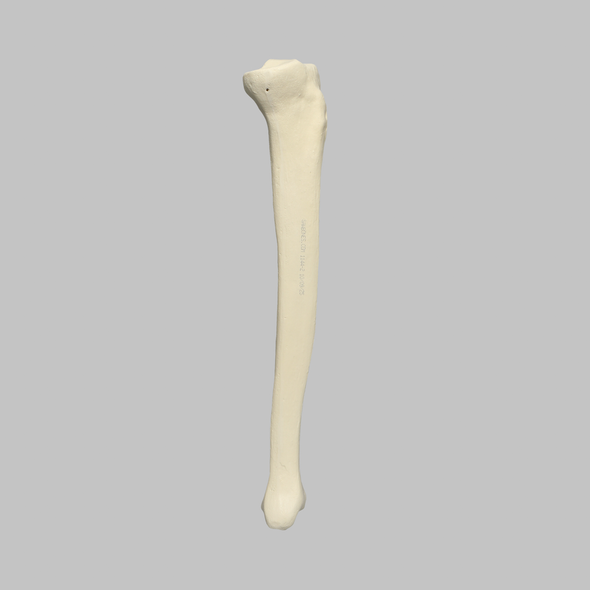 Tibia and Fibula, Foam Cortical, Left Tibia and Fibula, Foam Cortical, Left