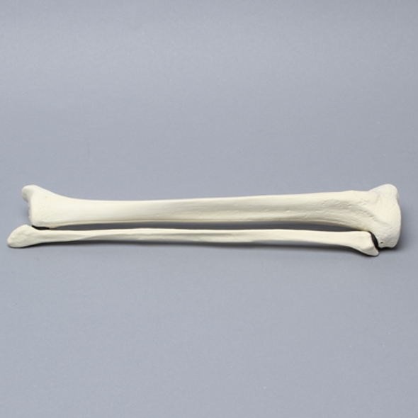Tibia and Fibula, Solid Foam, Medium