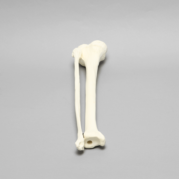 Tibia and Fibula, Solid Foam, Large