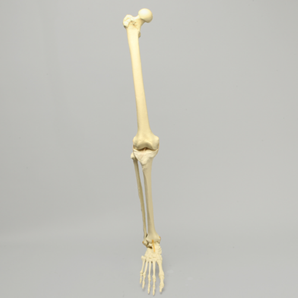 Full Leg with Foam Cortical Shell Femur and Tibia