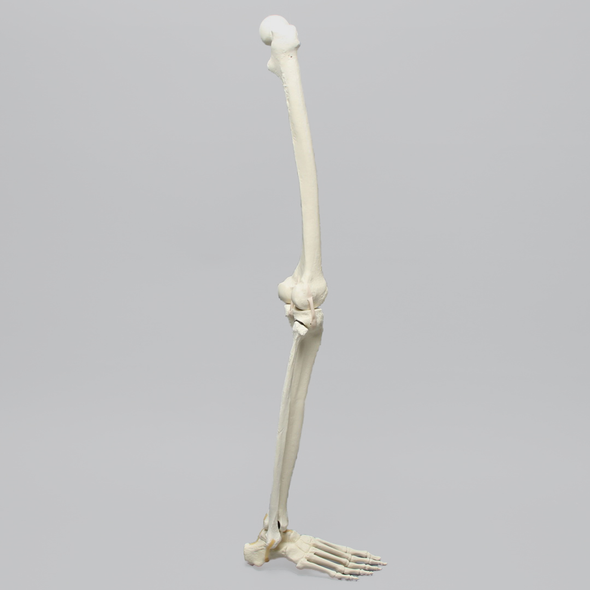 Full Leg with Foam Cortical Shell Femur and Tibia