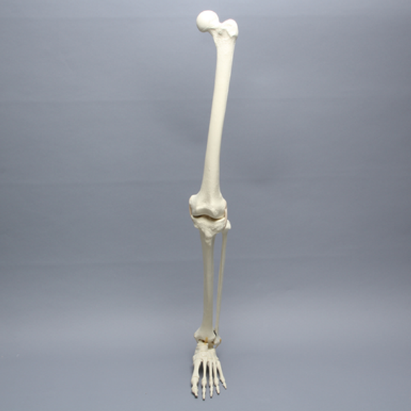Full Leg with Three Stretch Tube Knee Ligaments