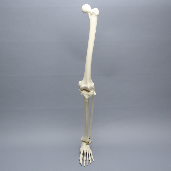 Full Leg with Three Stretch Tube Knee Ligaments