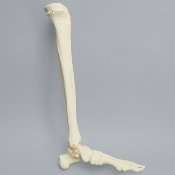 Foot and Ankle, Foam Cortical, Left