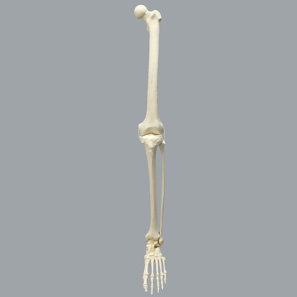 Full Leg with Three Stretch Cord Knee Ligaments