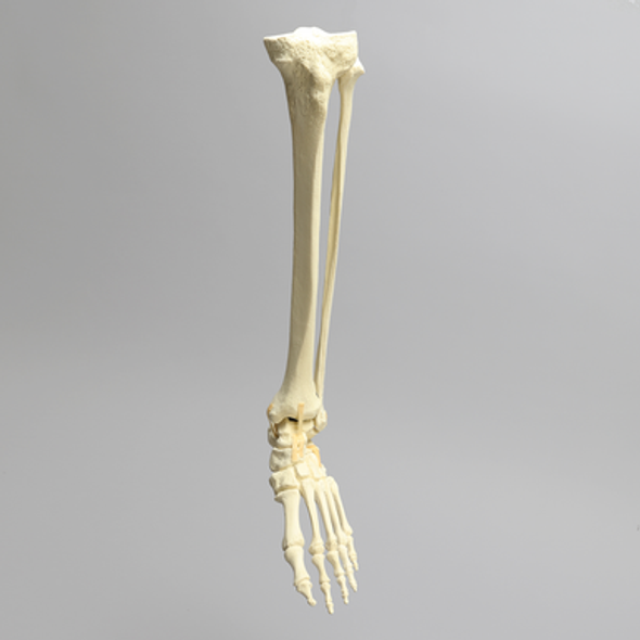 Foot and Ankle with Full Articulating Ankle Joint