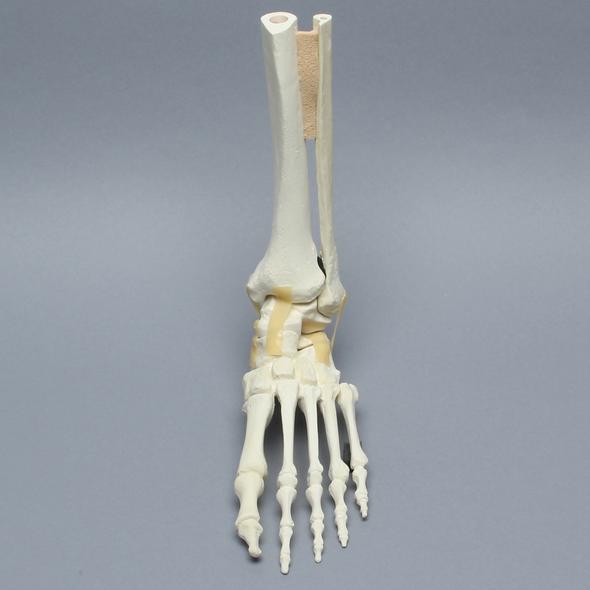 Foot and Ankle, Articulating, Foam Cortical