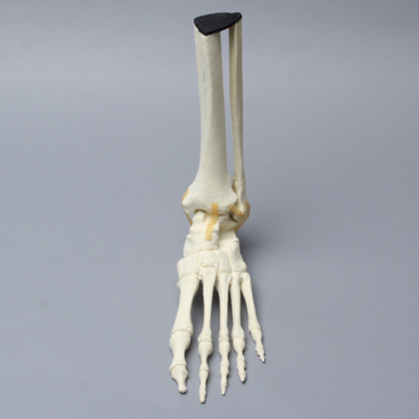 Foot and Ankle with Ligaments, Solid Foam