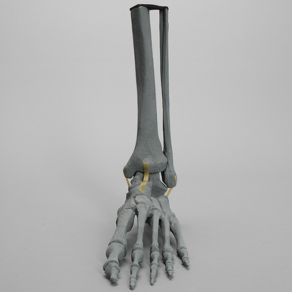 Foot and Ankle, Radiopaque