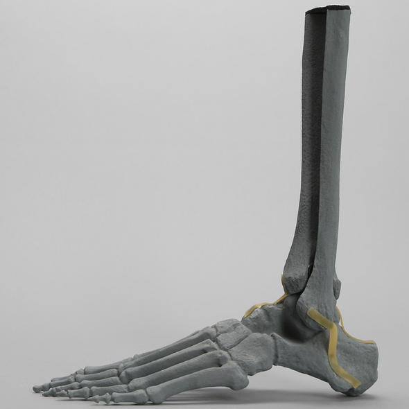 Foot and Ankle, Radiopaque