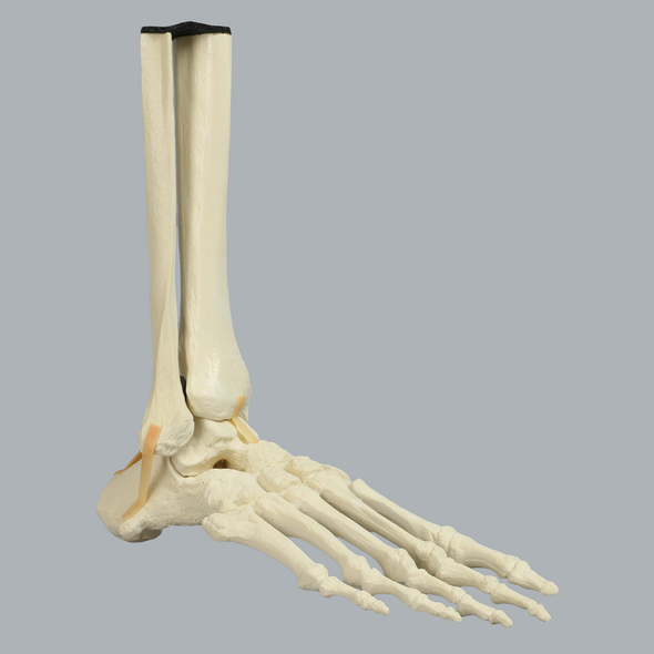 Foot and Ankle, Solid Foam, Right