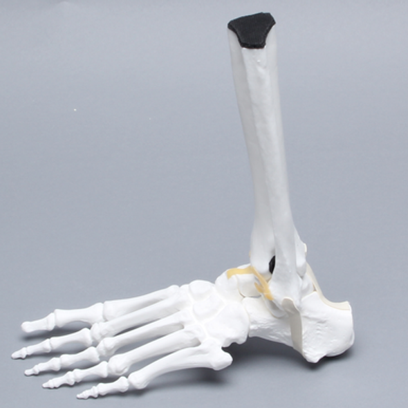 Foot and Ankle, Solid White Plastic, Left