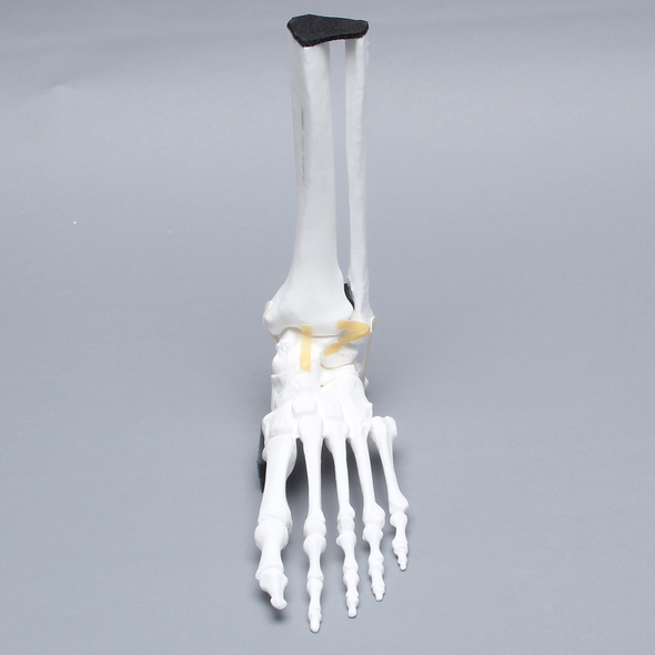 Foot and Ankle, Solid White Plastic, Left