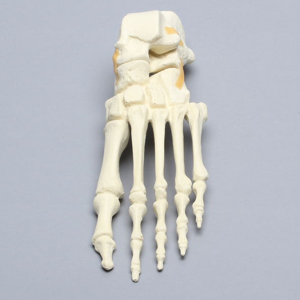Foot, Solid Foam, Left, with Articulating Talus and Calcaneus