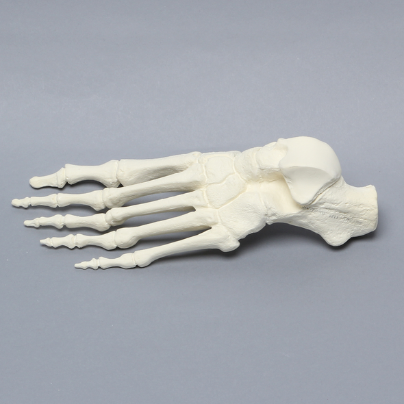 Foot, Solid Foam, Left, One-Piece Construction