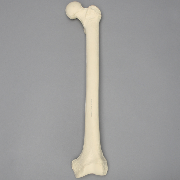 Femur with 16 mm For IM Nail