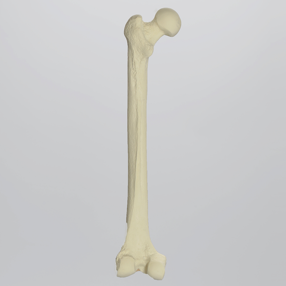 Femur with 10 mm Canal, Foam Cortical Shell, Left