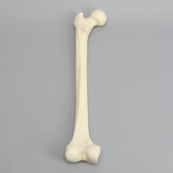 Femur, 16 mm Canal, Foam Cortical, Left
