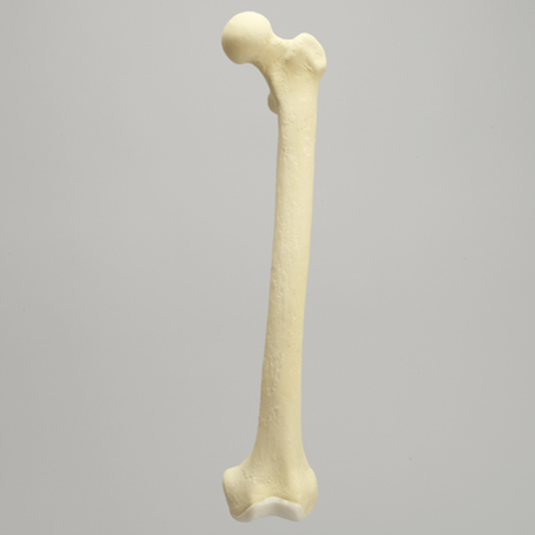Femur with Distal Articular Cartilage, Foam Cortical Shell, Left